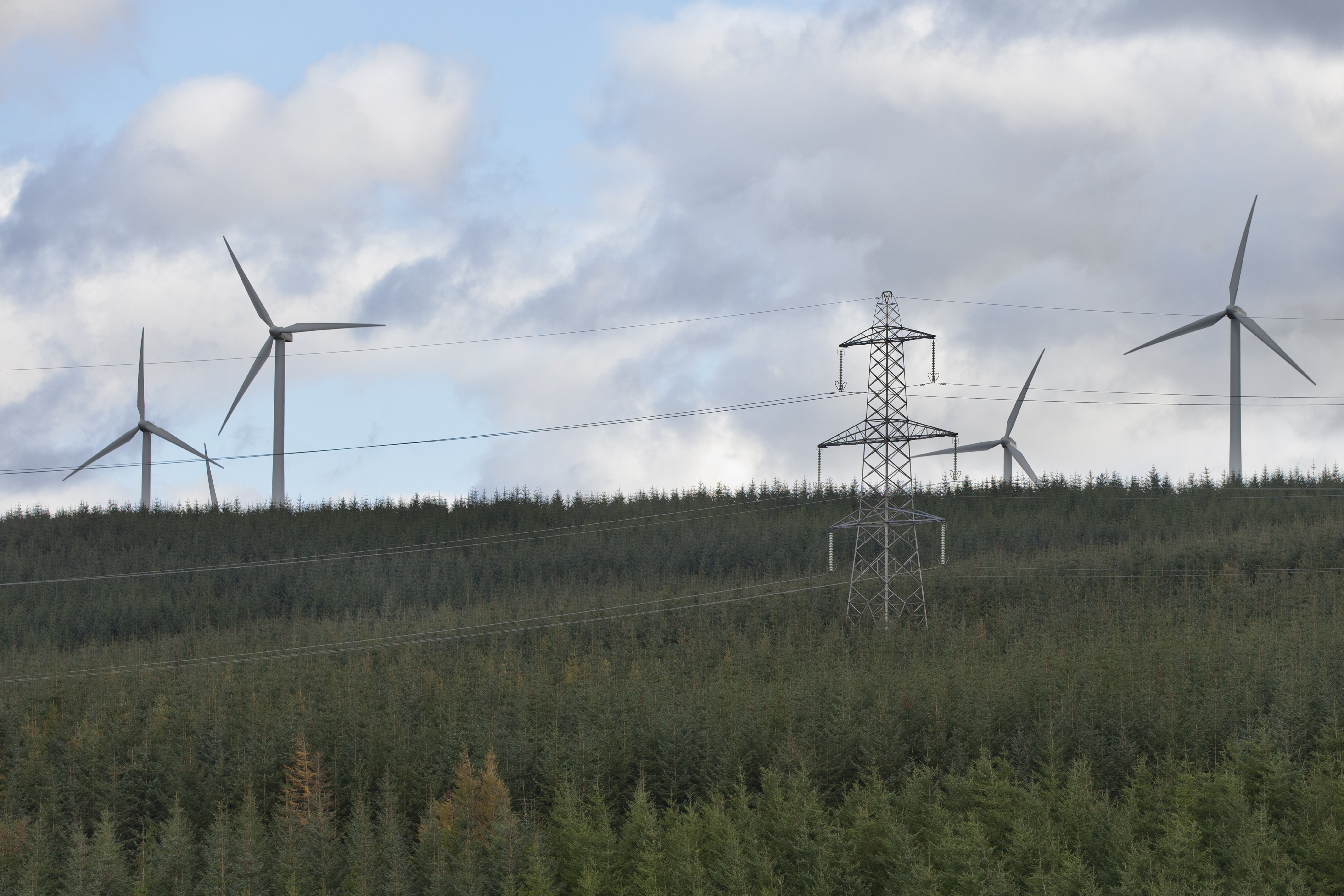 Birtley New Woodland Creation